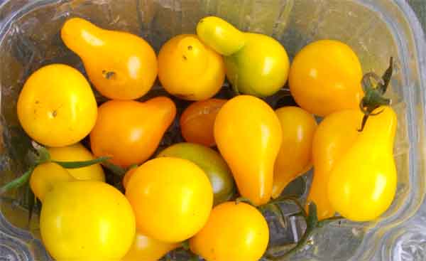 Tomates amarillos, foto de Cristóbal Hevilla